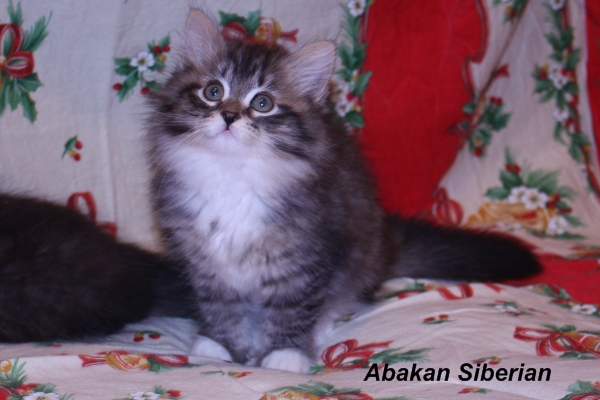 Cucciolo siberiano brown tabby con bianco