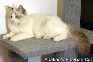 Abakan's Saphira